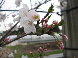 農園の桜